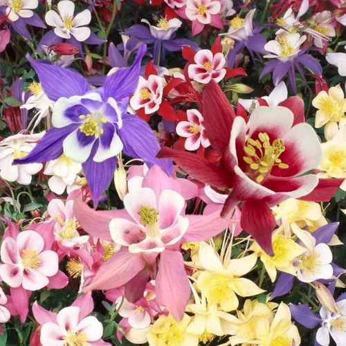 Aquilegia hybrida 'Biedermeier' mix - Kurekell 'Biedermeier' P11/0,75L